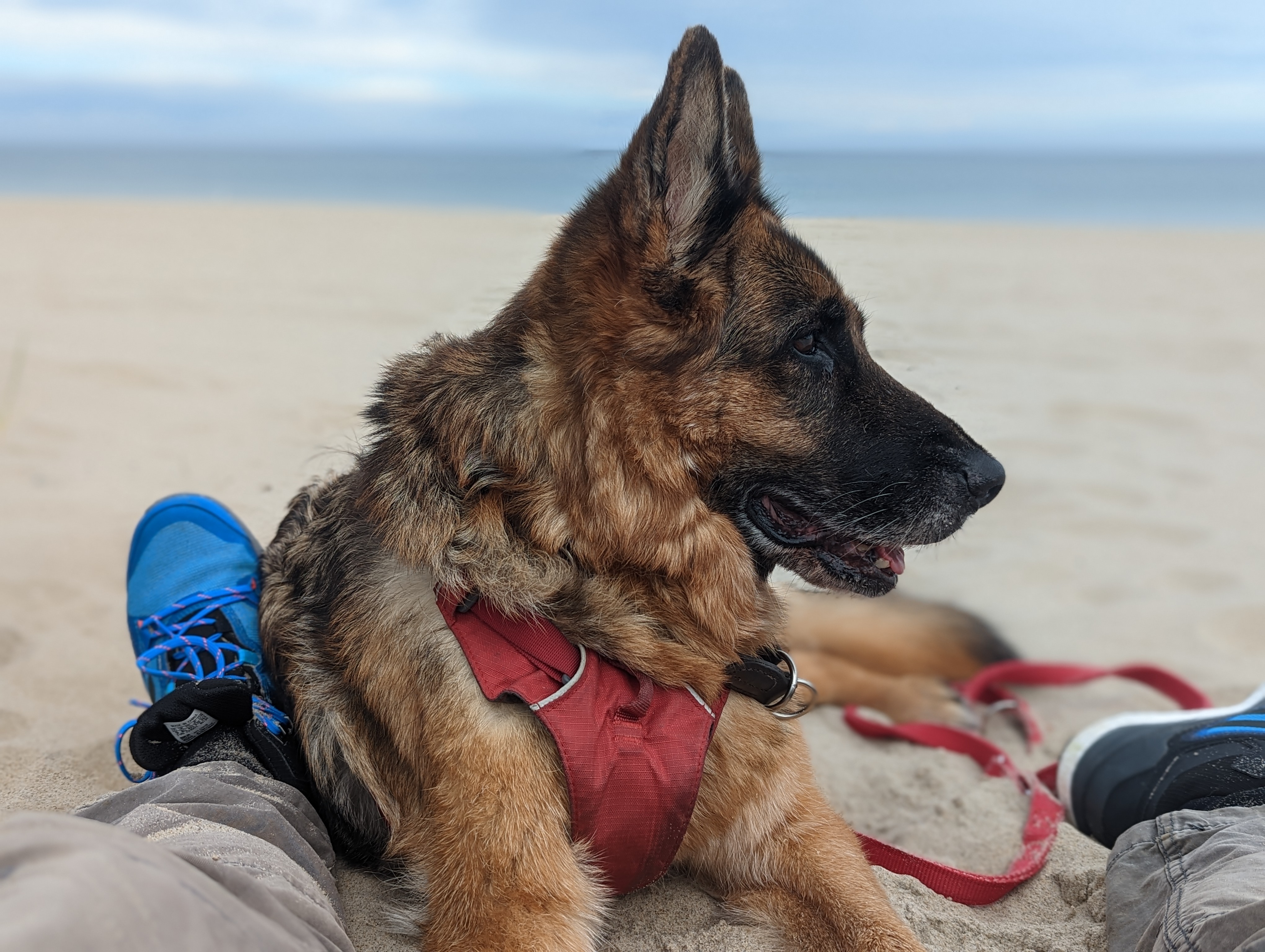 Assistenzhund in Ausbildung München West – PSB Hund Warnhund Mobilitätshund