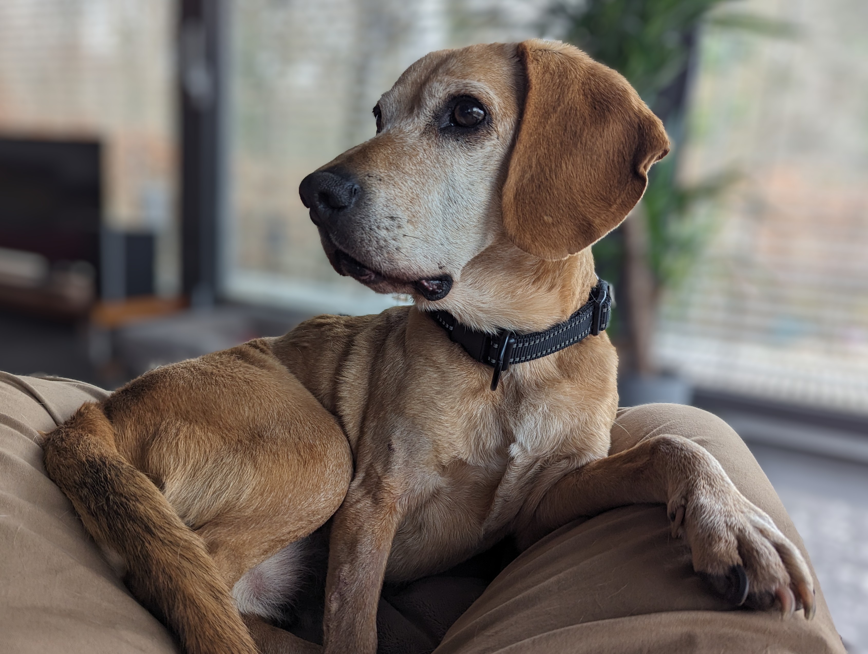 Familienhund beim Hausbesuch-Training – mobiler Hundetrainer Fürstenfeldbruck